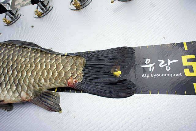 오름수위 (조황조행기 - 월척컵토종붕어챔피언십)