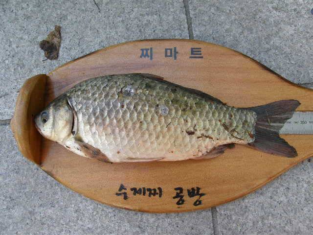 개인 기록입니다 (조황조행기 - 월척컵토종붕어챔피언십)