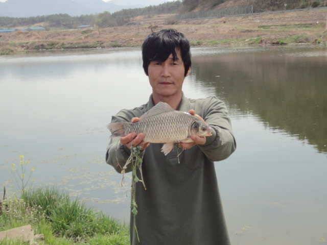 붕애 4마리 (조황조행기 - 월척컵토종붕어챔피언십)