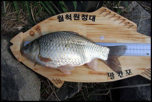 월척4마리 (조황조행기 - 월척컵토종붕어챔피언십)