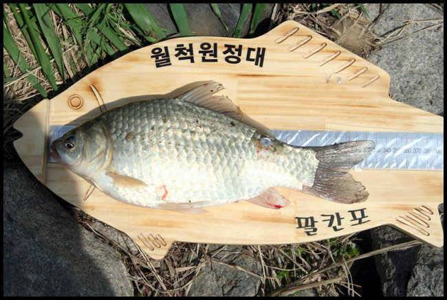 월척4마리 (조황조행기 - 월척컵토종붕어챔피언십)