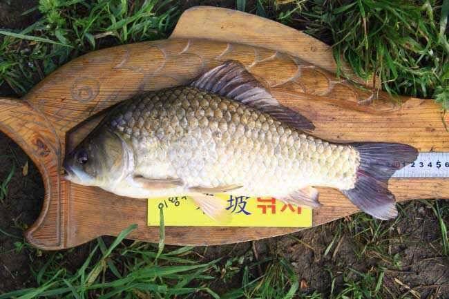 배수기 427cm (조황조행기 - 월척컵토종붕어챔피언십)