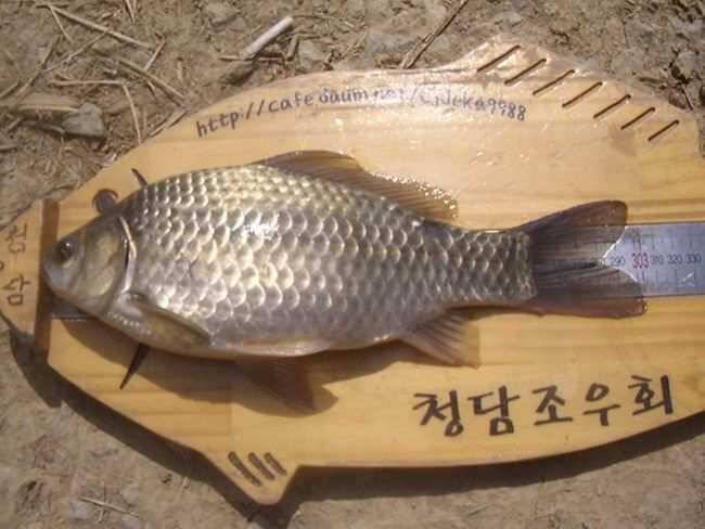 못달님의 황당한 월척 신고합니다 (조황조행기 - 월척컵토종붕어챔피언십)