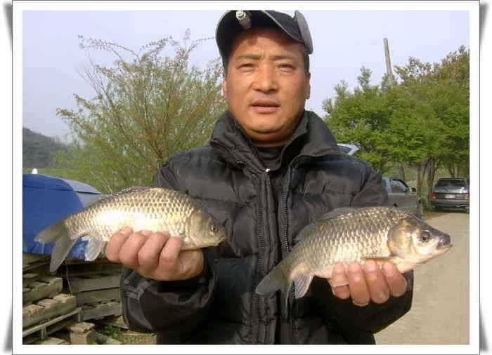 병술년 첫 월척 1호 (조황조행기 - 월척컵토종붕어챔피언십)