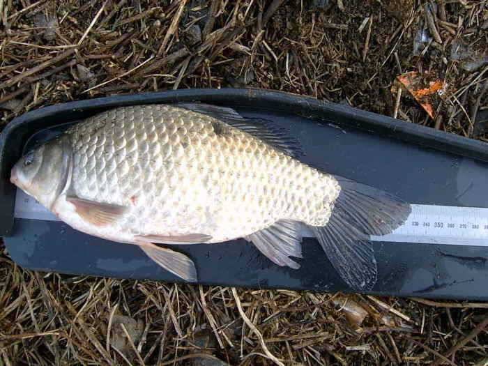 입아픈붕어 2006년 첫 월척328cm (조황조행기 - 월척컵토종붕어챔피언십)