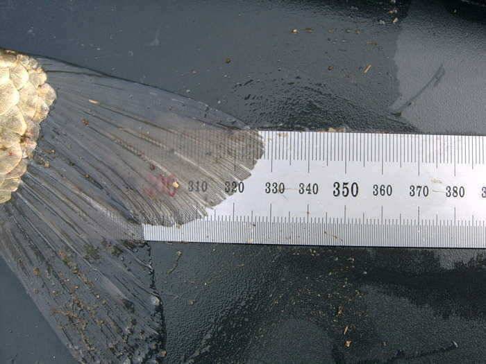 입아픈붕어 2006년 첫 월척328cm (조황조행기 - 월척컵토종붕어챔피언십)