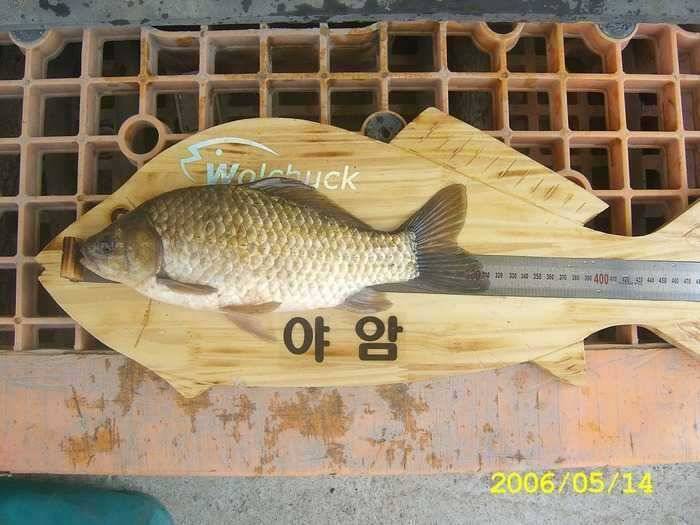 올첫월척12 (조황조행기 - 월척컵토종붕어챔피언십)