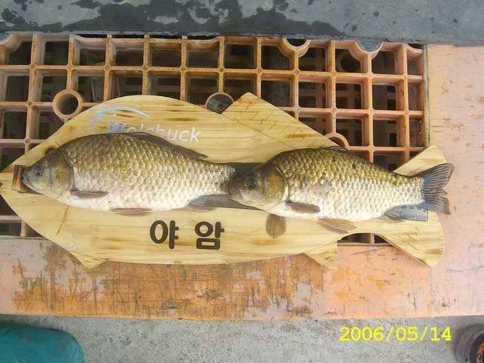 올첫월척12 (조황조행기 - 월척컵토종붕어챔피언십)