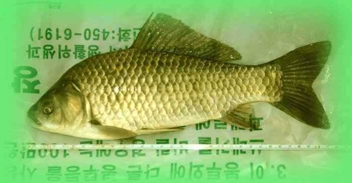 2006년도 첫 월척 (조황조행기 - 월척컵토종붕어챔피언십)
