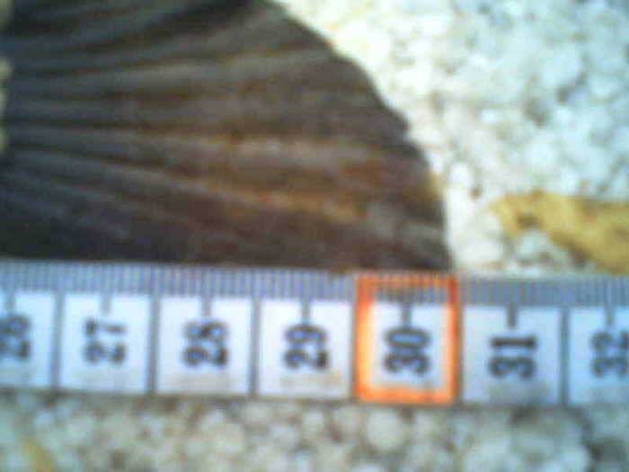 돼랑이 2006년 1호 ㅎㅎㅎㅎㅎ (조황조행기 - 월척컵토종붕어챔피언십)