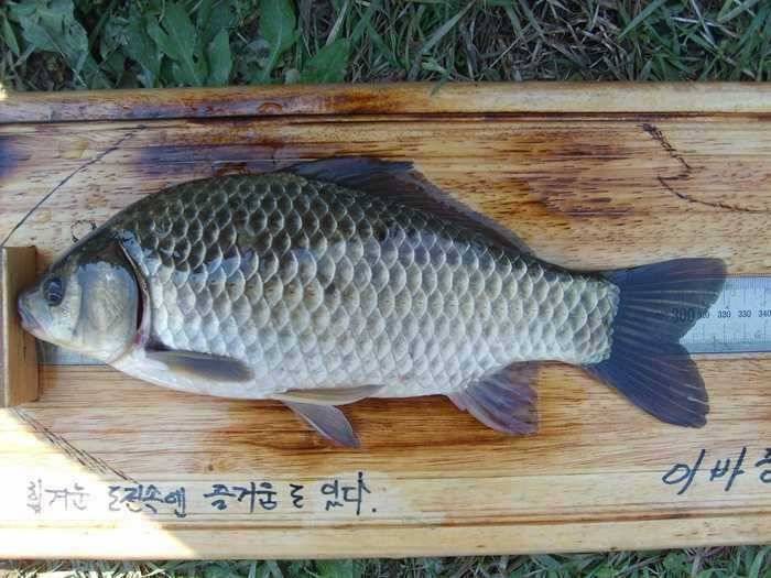 올해 첫 밤낚에 홈런 (조황조행기 - 월척컵토종붕어챔피언십)