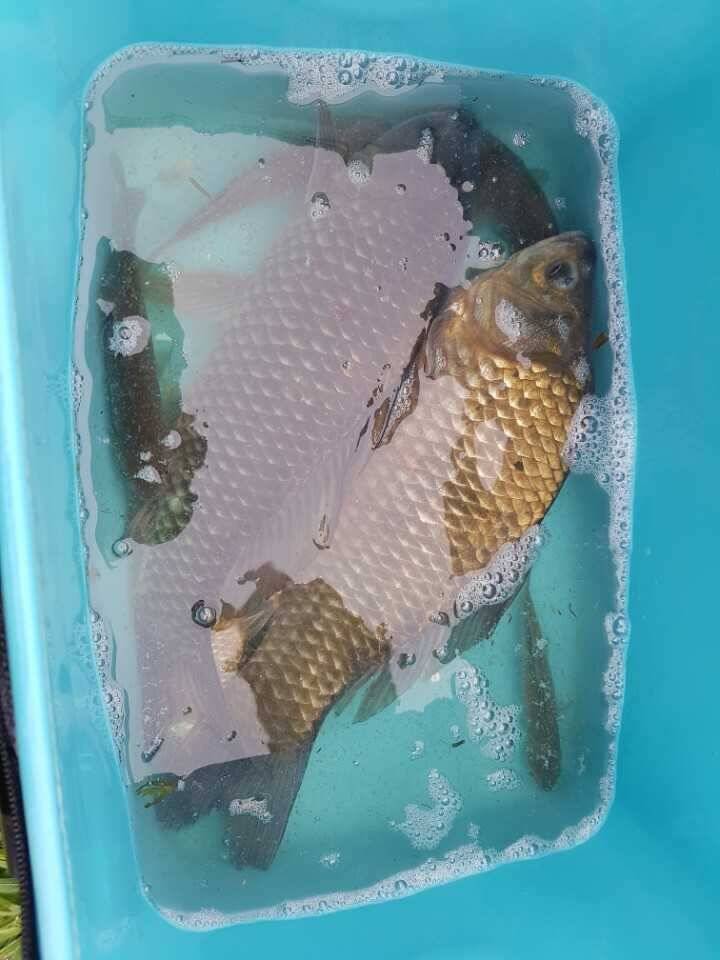 상주 큰저수지 (조황조행기 - 월척컵토종붕어챔피언십)