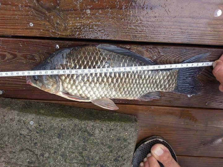 고삼지 35cm (조황조행기 - 월척컵토종붕어챔피언십)