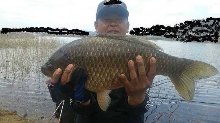 54cm 붕어 (조황조행기 - 월척컵토종붕어챔피언십)