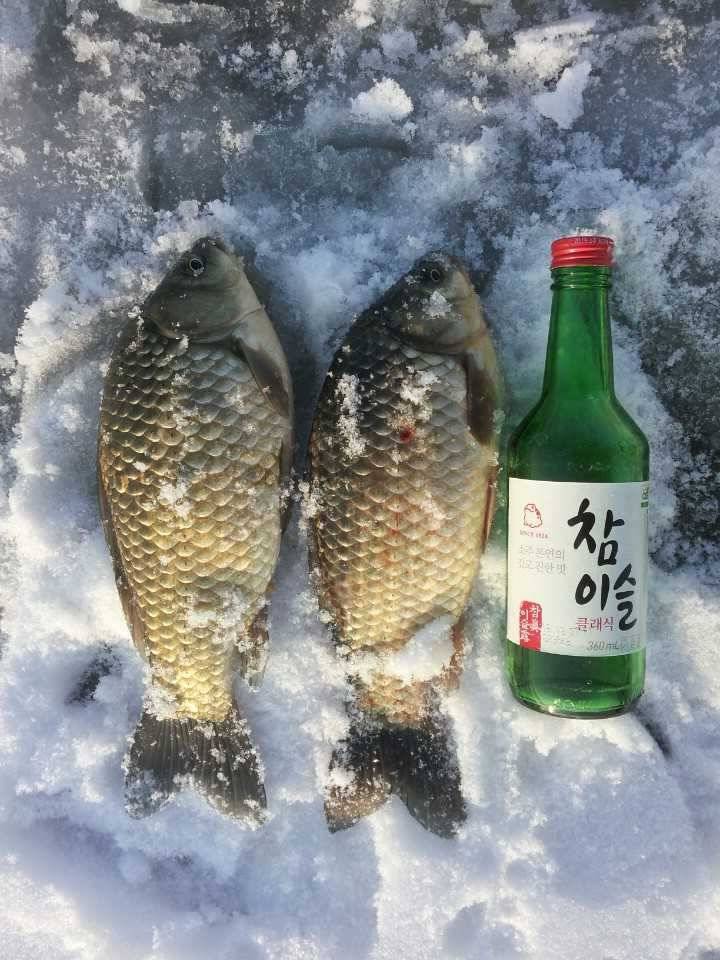 2017년 19 20호 월척 (조황조행기 - 월척컵토종붕어챔피언십)