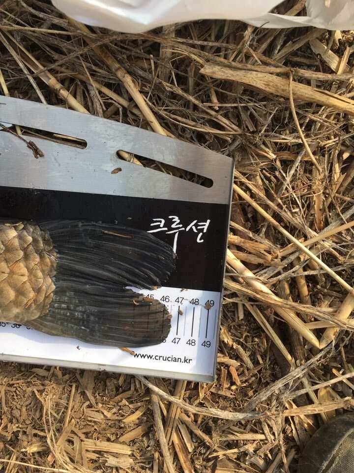 대물신고합니다 (조황조행기 - 월척컵토종붕어챔피언십)