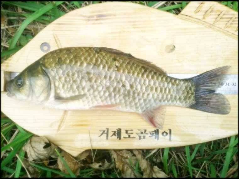 친구와함께 행복한 황금월척붕어를 (조황조행기 - 월척컵토종붕어챔피언십)