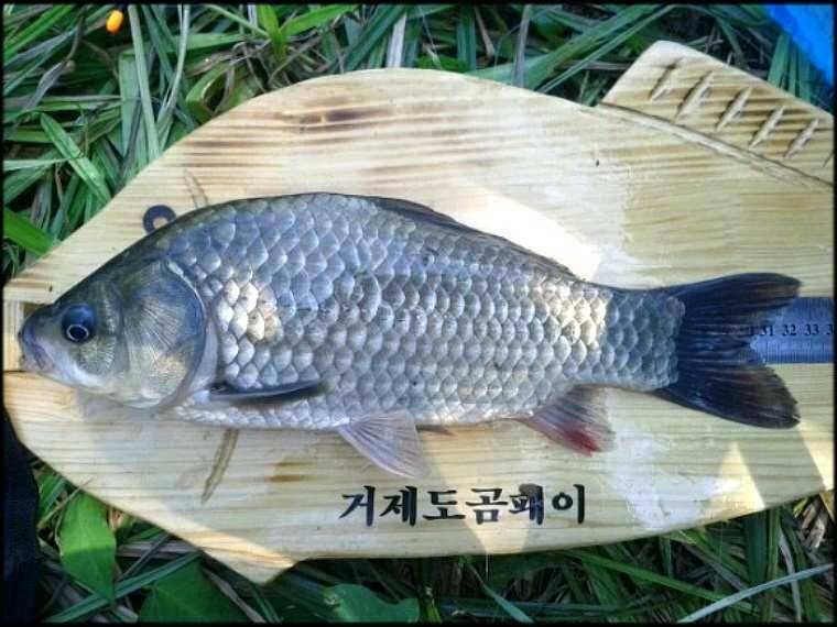 돌아온곰패이 (조황조행기 - 월척컵토종붕어챔피언십)
