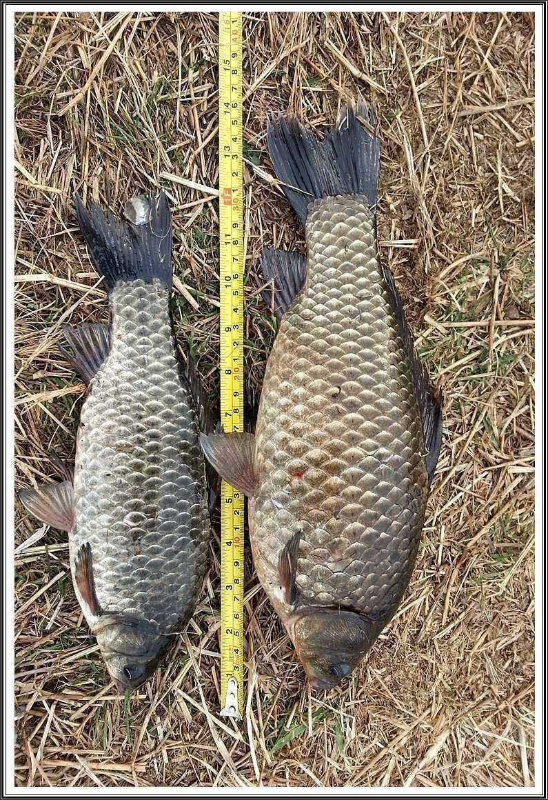 영하의 날씨에도 나오네요 이번에는 38cm (조황조행기 - 월척컵토종붕어챔피언십)