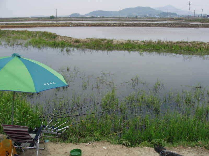 마른 붕어 (조황조행기 - 월척컵토종붕어챔피언십)