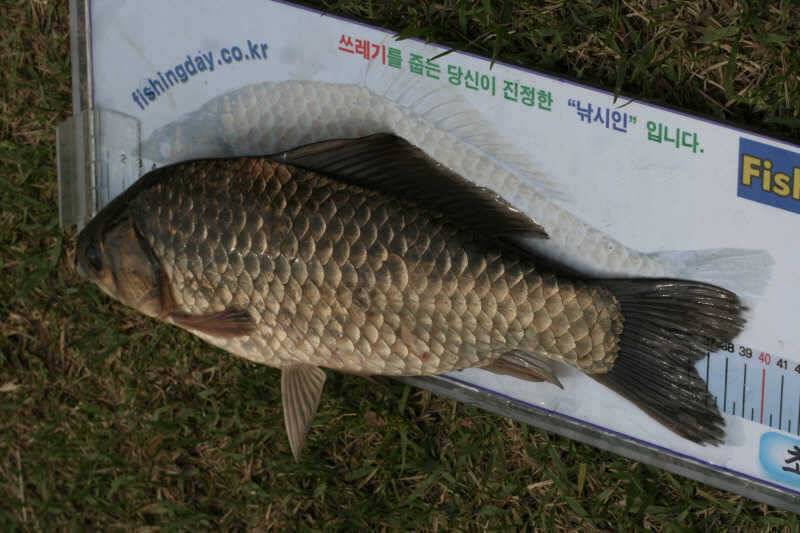 사진으로 처음 인사 드립니다 (조황조행기 - 월척컵토종붕어챔피언십)