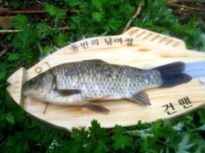 3호 신고 (조황조행기 - 월척컵토종붕어챔피언십)