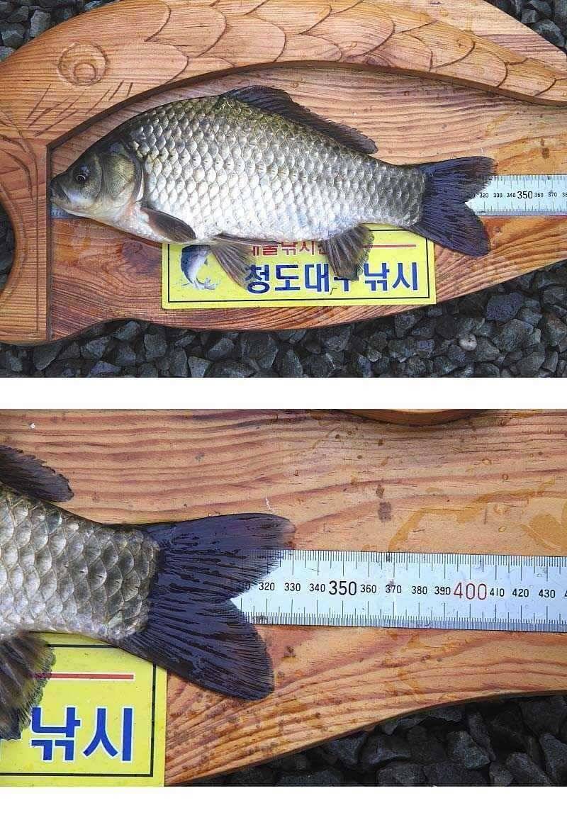 분실이님의 33cm입니다 (조황조행기 - 월척컵토종붕어챔피언십)