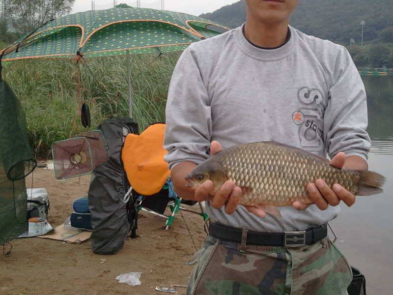 꼬빡새고 아침에 (조황조행기 - 월척컵토종붕어챔피언십)