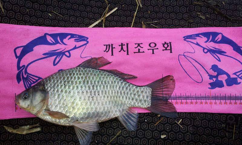 문천지에서 하룻밤 (조황조행기 - 월척컵토종붕어챔피언십)