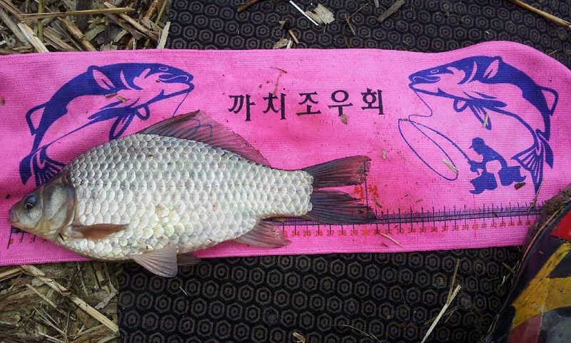 문천지에서 하룻밤 (조황조행기 - 월척컵토종붕어챔피언십)