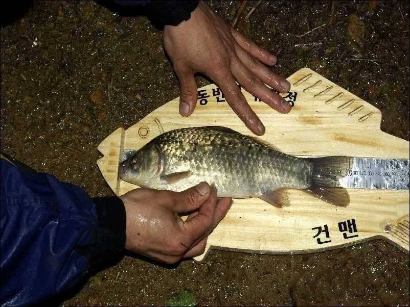 골통 붕어님 시즌1호 (조황조행기 - 월척컵토종붕어챔피언십)