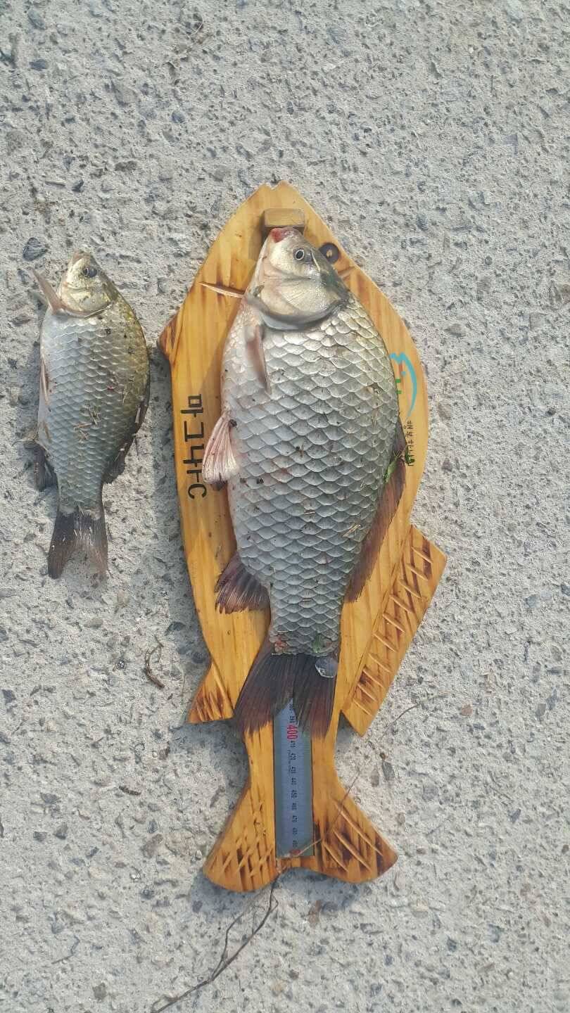백석포리 4짜예요 (조황조행기 - 월척컵토종붕어챔피언십)