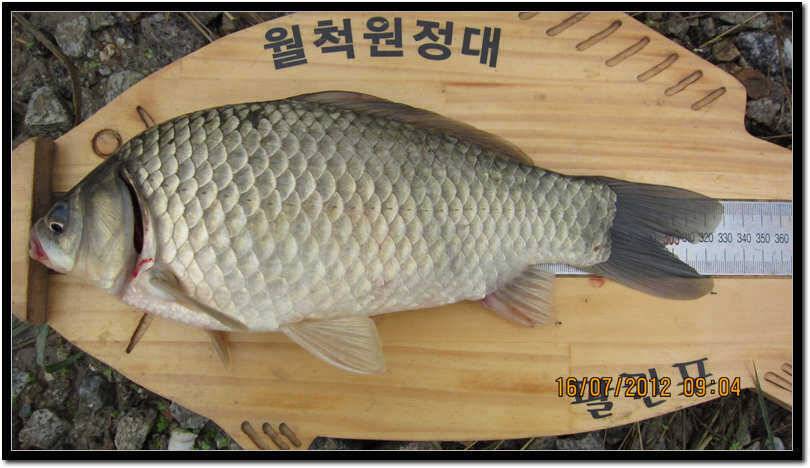 올만에 만나는 월이 (조황조행기 - 월척컵토종붕어챔피언십)