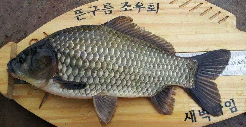 올해3호월척 (조황조행기 - 월척컵토종붕어챔피언십)