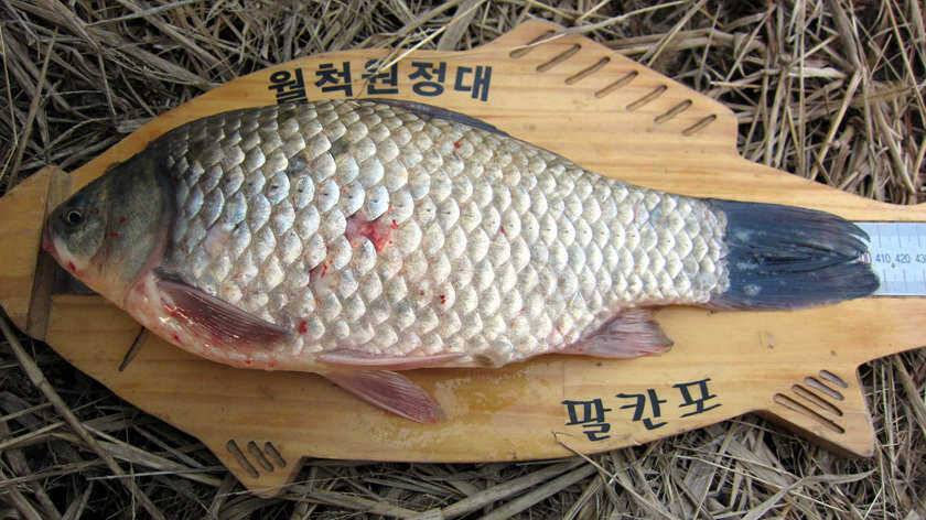 얼음낚시 4짜붕어 (조황조행기 - 월척컵토종붕어챔피언십)