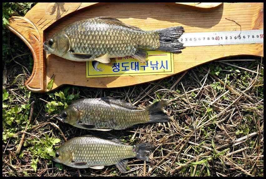 올해 1호입니다 (조황조행기 - 월척컵토종붕어챔피언십)