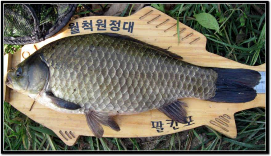 2년만에 기록경신 (조황조행기 - 월척컵토종붕어챔피언십)
