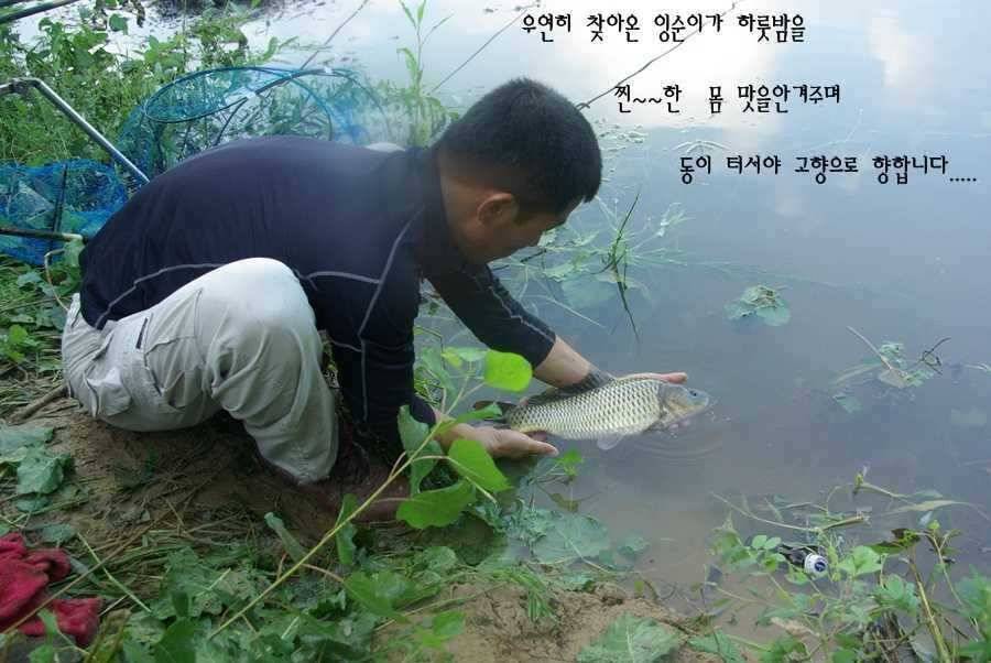 잉순이와의 사투 (조황조행기 - 월척컵토종붕어챔피언십)