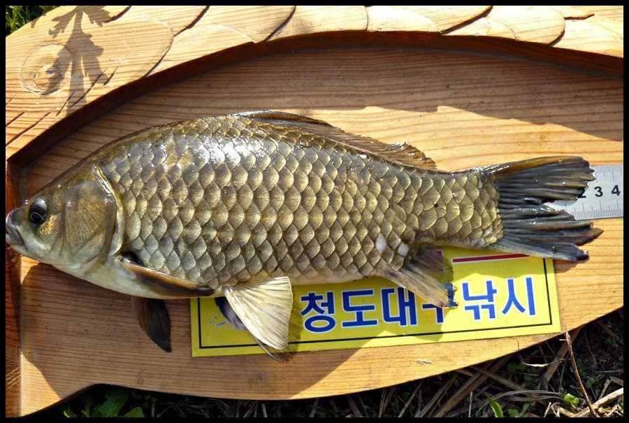 올해 1호입니다 (조황조행기 - 월척컵토종붕어챔피언십)