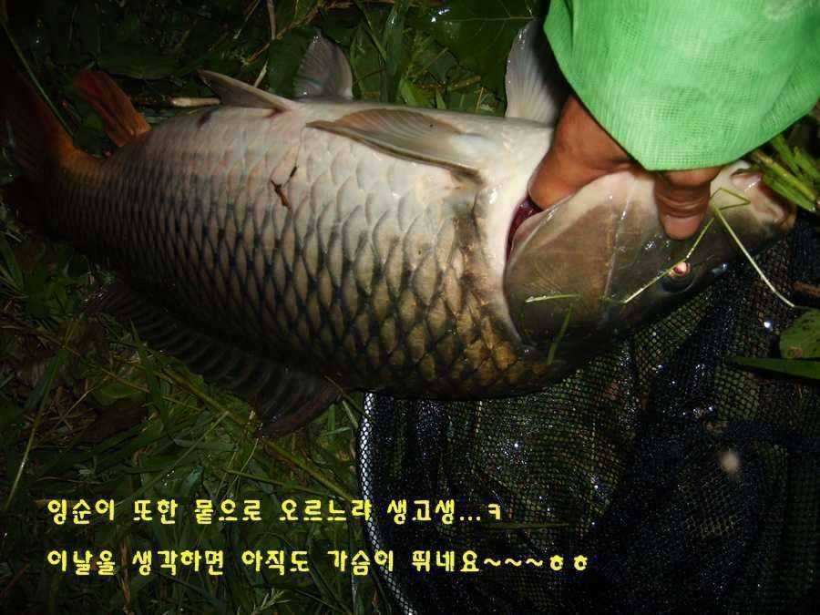 잉순이와의 사투 (조황조행기 - 월척컵토종붕어챔피언십)