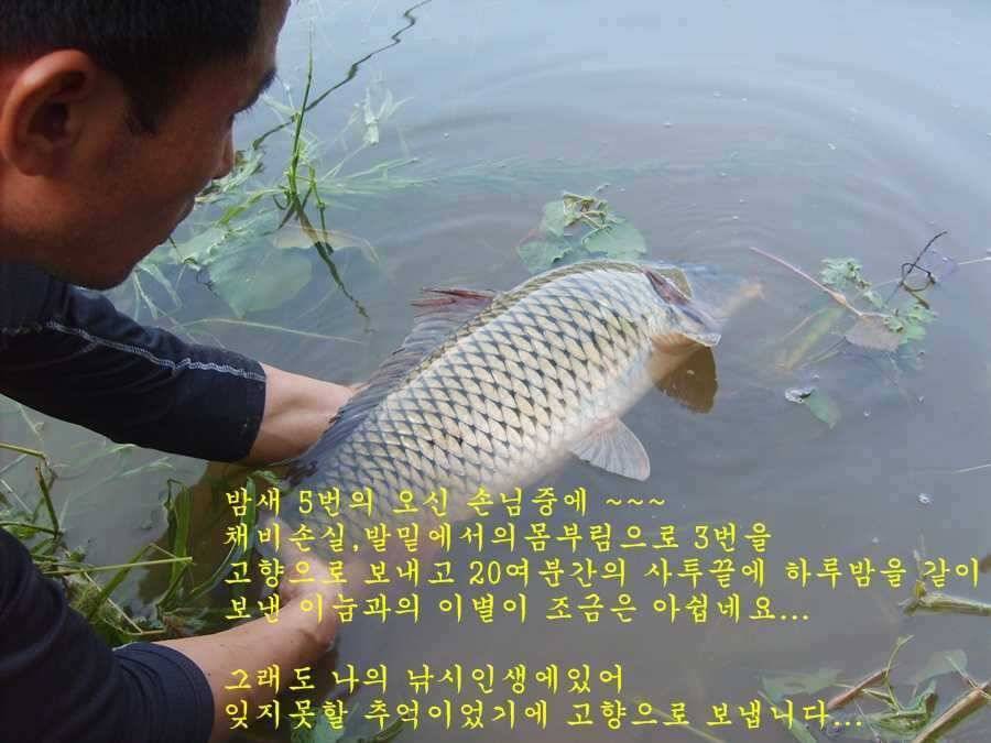 잉순이와의 사투 (조황조행기 - 월척컵토종붕어챔피언십)