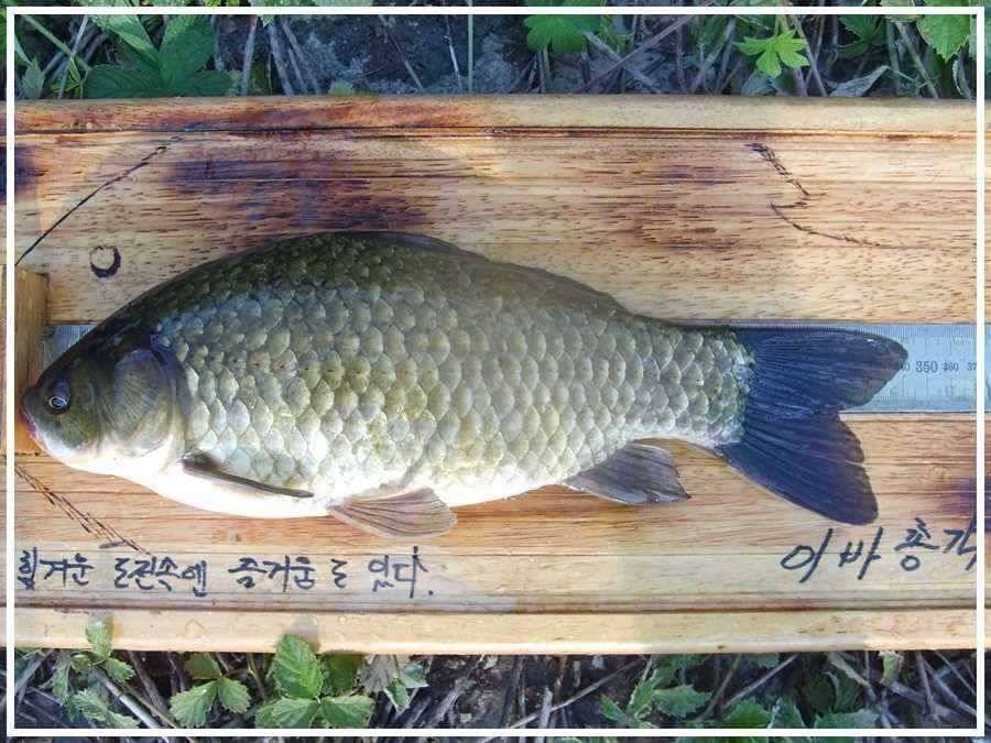 무진장 더운날에 (조황조행기 - 월척컵토종붕어챔피언십)