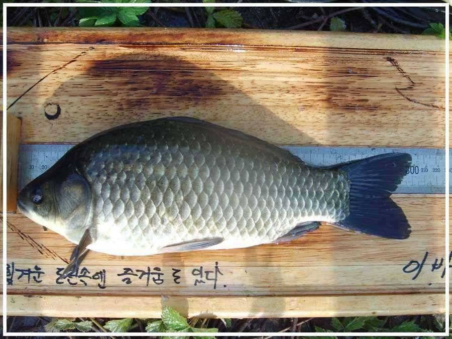 무진장 더운날에 (조황조행기 - 월척컵토종붕어챔피언십)