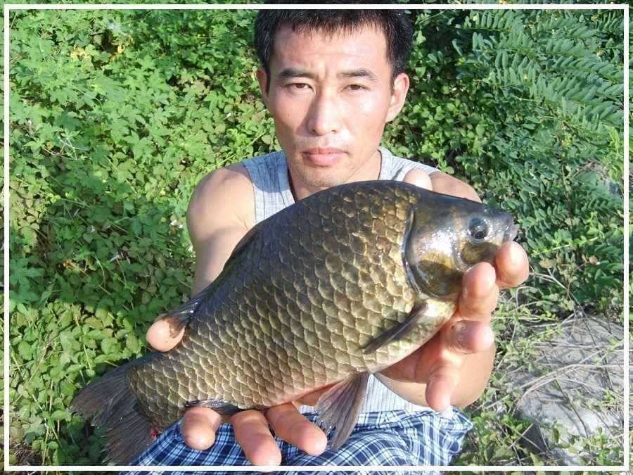 무진장 더운날에 (조황조행기 - 월척컵토종붕어챔피언십)