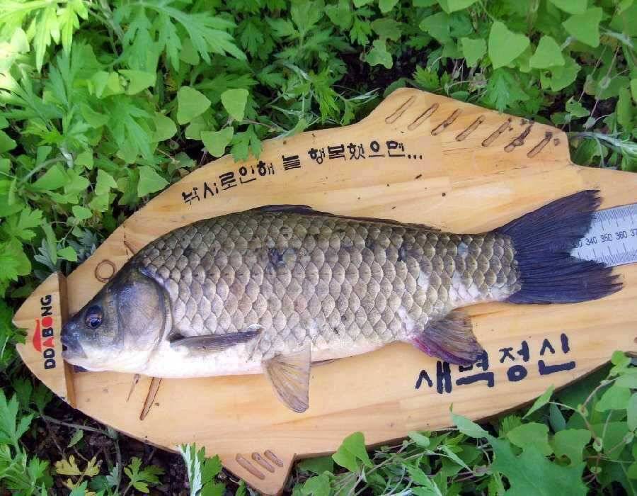 새벽정신님의 456호 (조황조행기 - 월척컵토종붕어챔피언십)