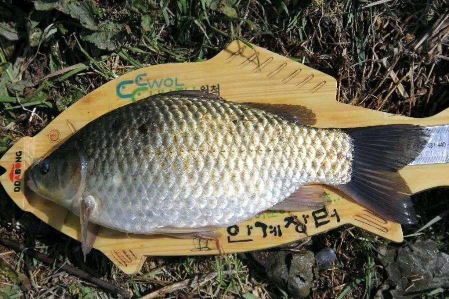 장꾼의 4짜 (조황조행기 - 월척컵토종붕어챔피언십)