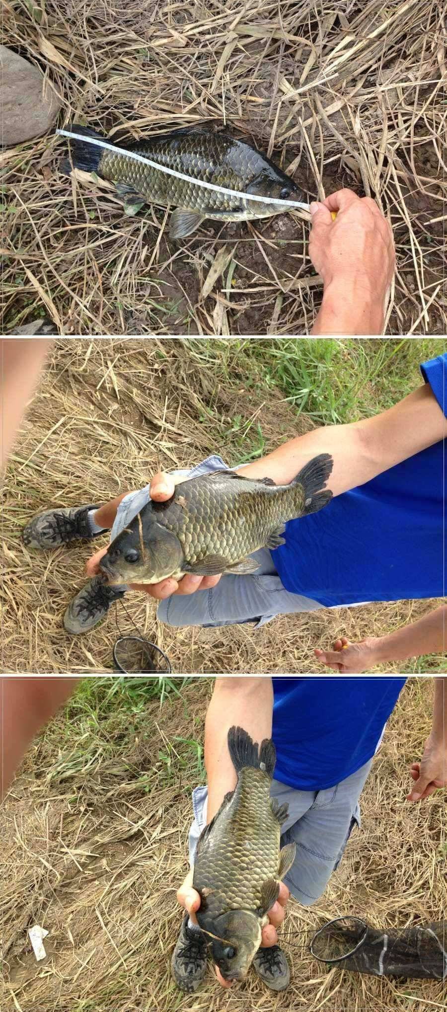 35cm34cm 연속 월척 (조황조행기 - 월척컵토종붕어챔피언십)