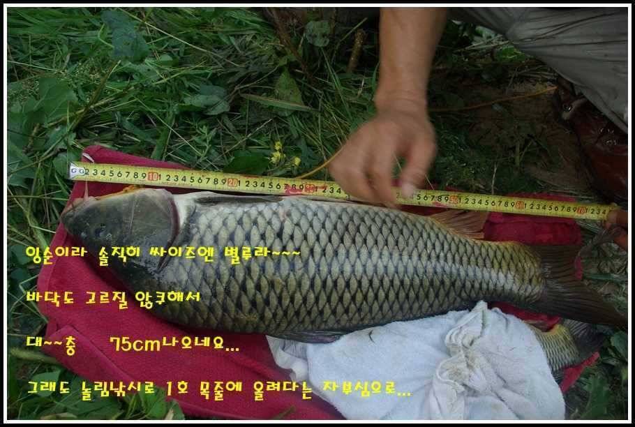 잉순이와의 사투 (조황조행기 - 월척컵토종붕어챔피언십)