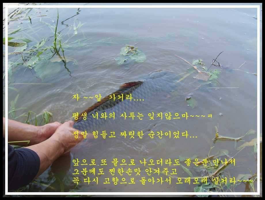 잉순이와의 사투 (조황조행기 - 월척컵토종붕어챔피언십)