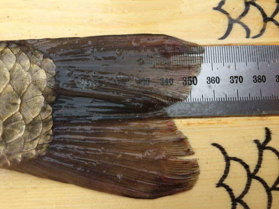 4짜 여조사님 (조황조행기 - 월척컵토종붕어챔피언십)